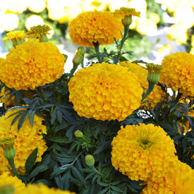 Big Duck Gold F1, Marigold Seeds